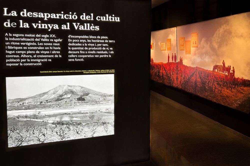 Un dels plàfons de l'exposició 'Al Vallès, som gent de vinya'